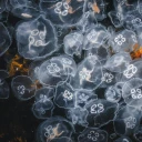 99qTaghredSalah - Taghred Ashry