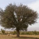 DOSLUNAS - Sameer Abduljalil