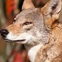 Red Wolf